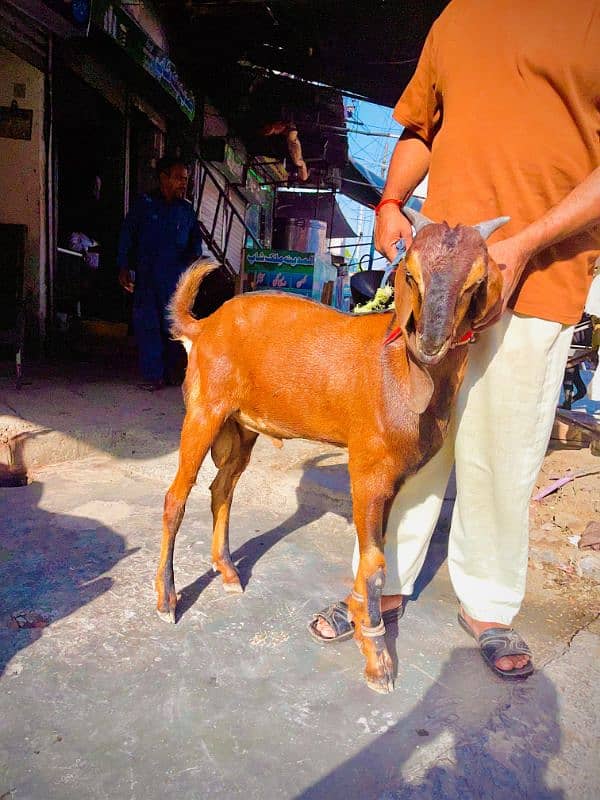 bakra lal nagra 1