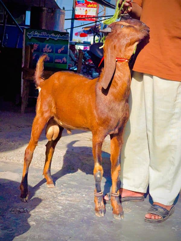 bakra lal nagra 3