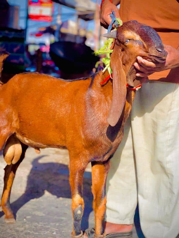 bakra lal nagra 4