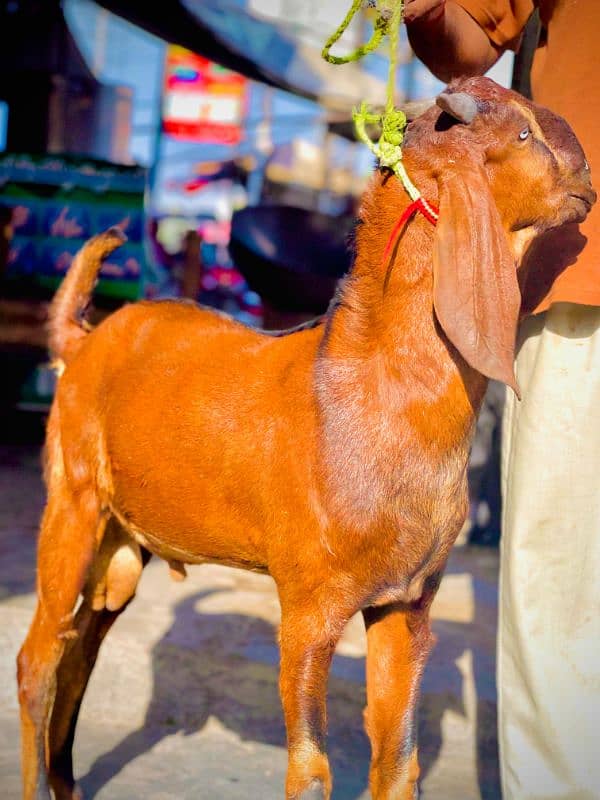 bakra lal nagra 5