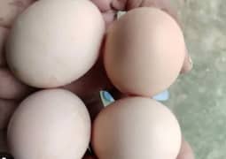 Pure desi eggs available 0