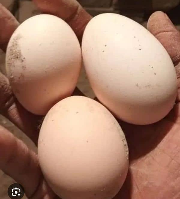 Pure desi eggs available 3