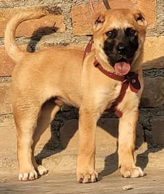 Kurdish Kangal security dog 3 month male for sale heavy bone