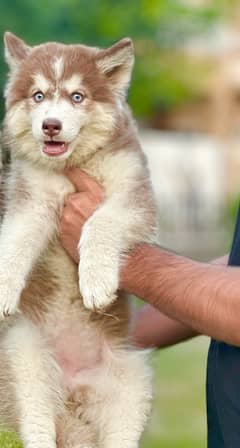 king size Siberian husky long coat pedigree puppy