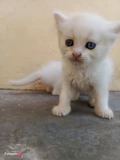 Persian cat for sale