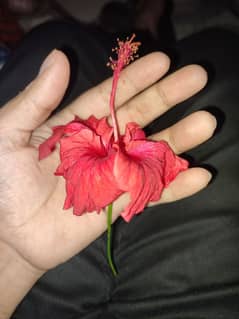 Hibiscus Flowers