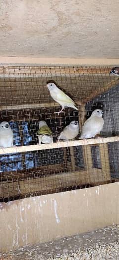 Gouldian finch chicks