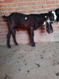 Pure nasli nagra breeder bacha / goat / Bakra / Bakri