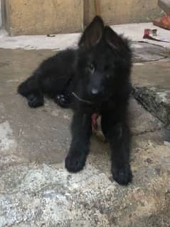 black German shepherd female long coat (0 3 0 2 7 4 9 7 4 2 6)