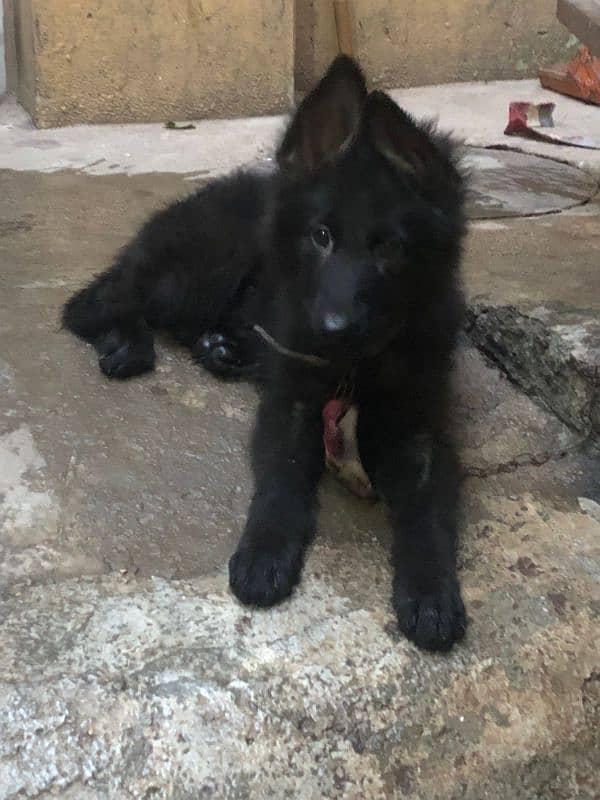 black German shepherd female long coat (0 3 0 2 7 4 9 7 4 2 6) 0