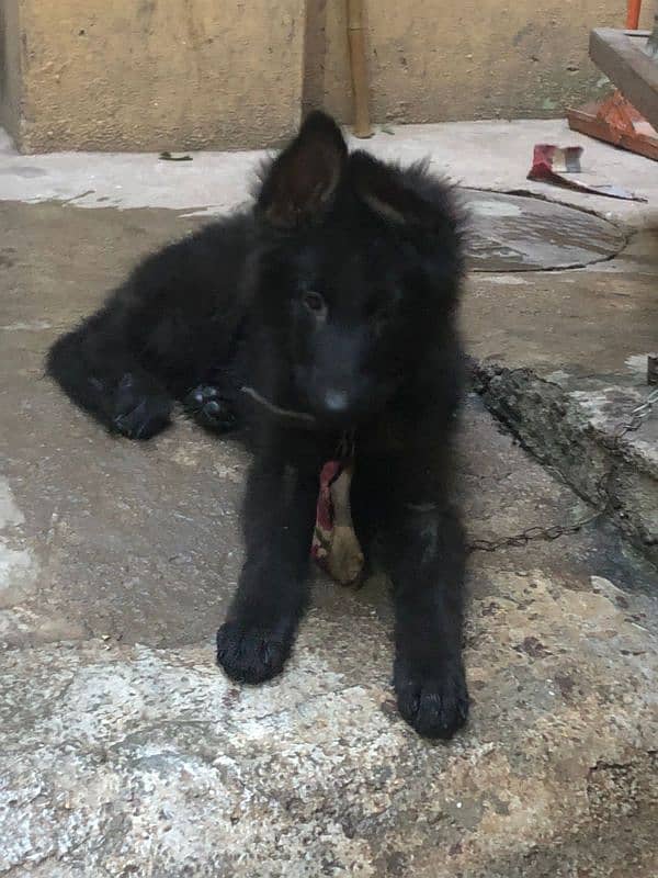 black German shepherd female long coat (0 3 0 2 7 4 9 7 4 2 6) 1