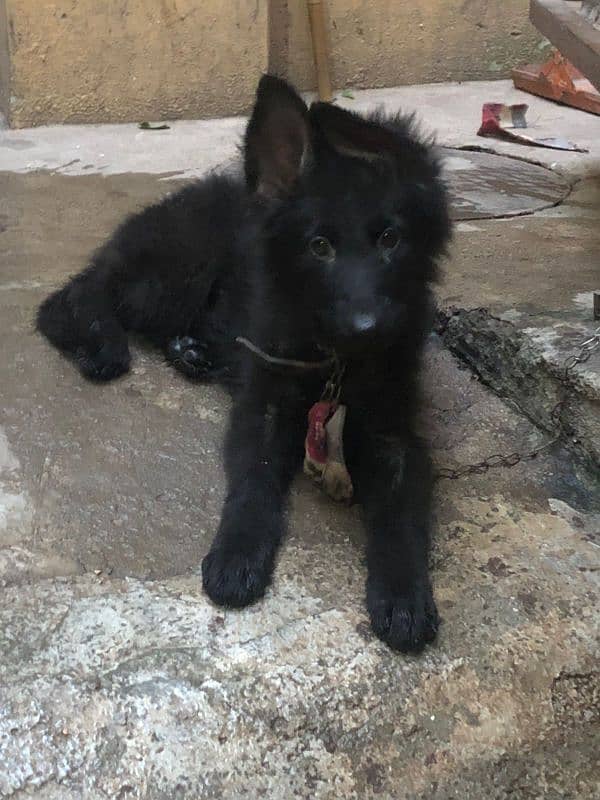 black German shepherd female long coat (0 3 0 2 7 4 9 7 4 2 6) 2