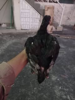 pura aseel chicks lasani for sale