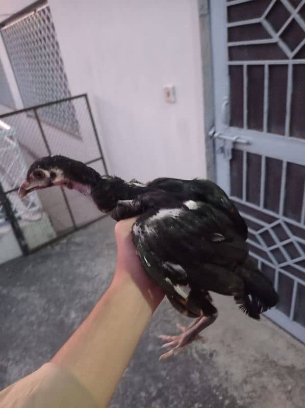 pura aseel chicks lasani for sale 3