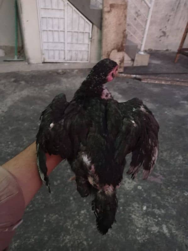 pura aseel chicks lasani for sale 7