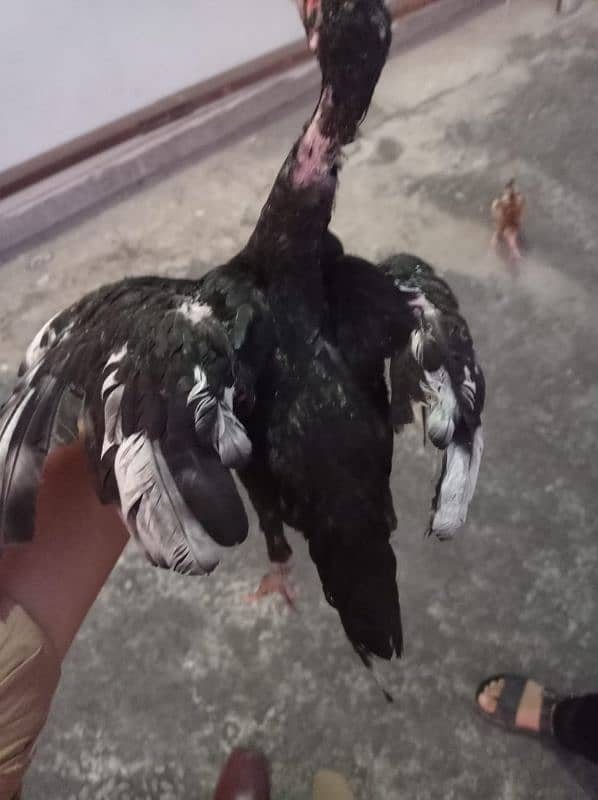 pura aseel chicks lasani for sale 8