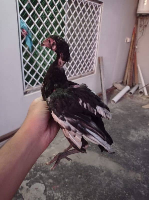 pura aseel chicks lasani for sale 9