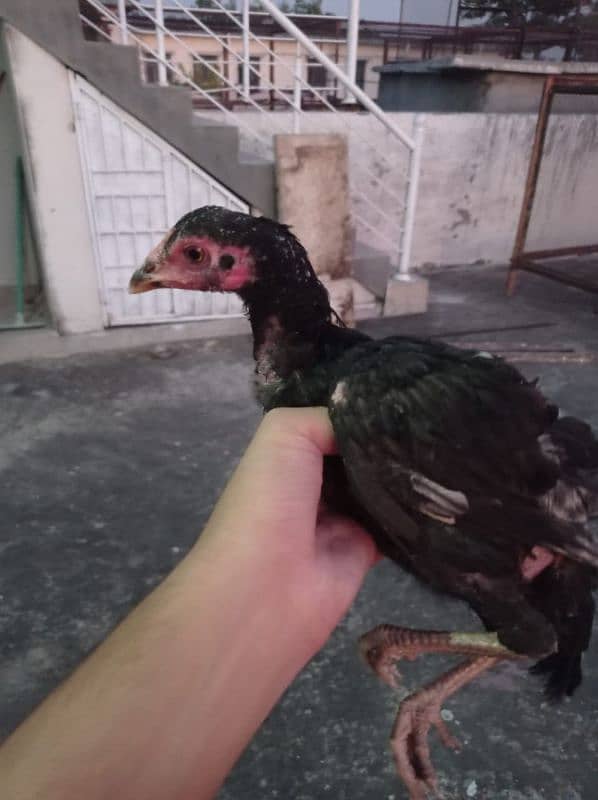 pura aseel chicks lasani for sale 10