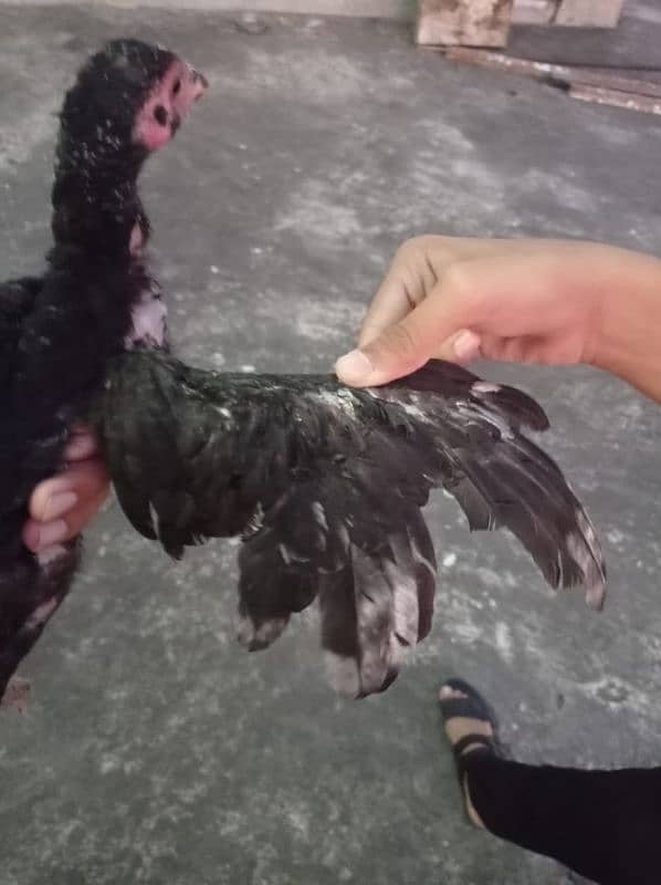 pura aseel chicks lasani for sale 14