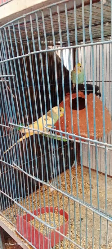 cage with two pair Australian cage good condition 1