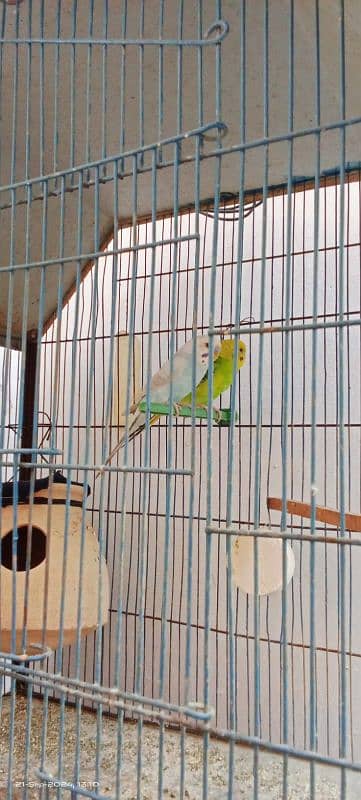 cage with two pair Australian cage good condition 2