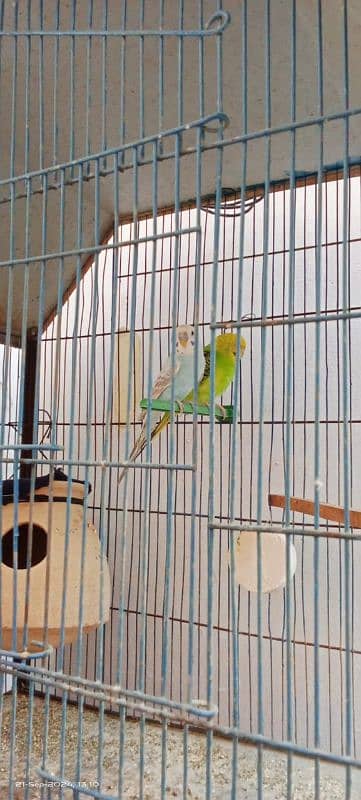 cage with two pair Australian cage good condition 5