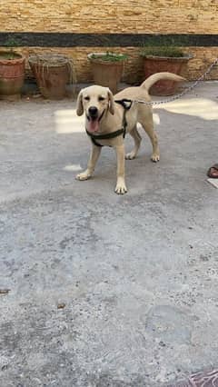 Labrador for sale