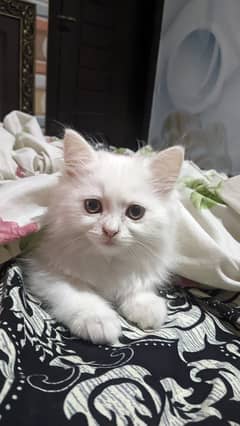 3 months age persian kitten