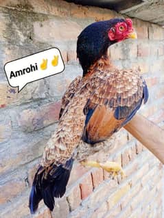 Amrohi