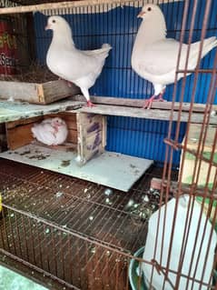 king Pigeon pair for selling Argent ek bacha bi h sath