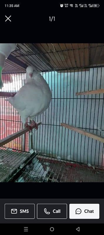 king Pigeon pair for selling Argent ek bacha bi h sath 1