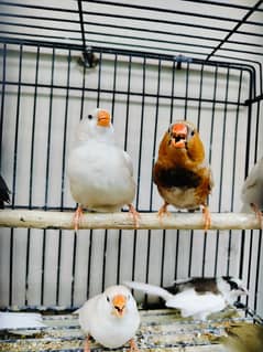 Zebra finches