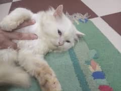 tripple coat pure white Persian cat