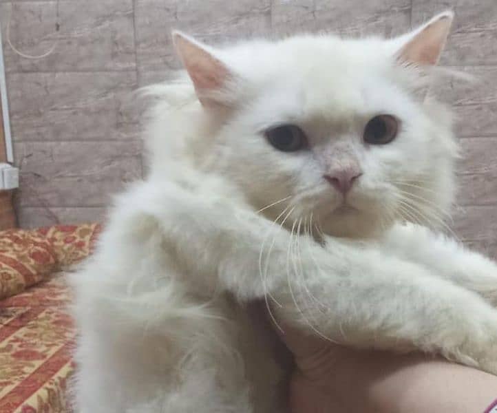 double coat pure white Persian cat 1