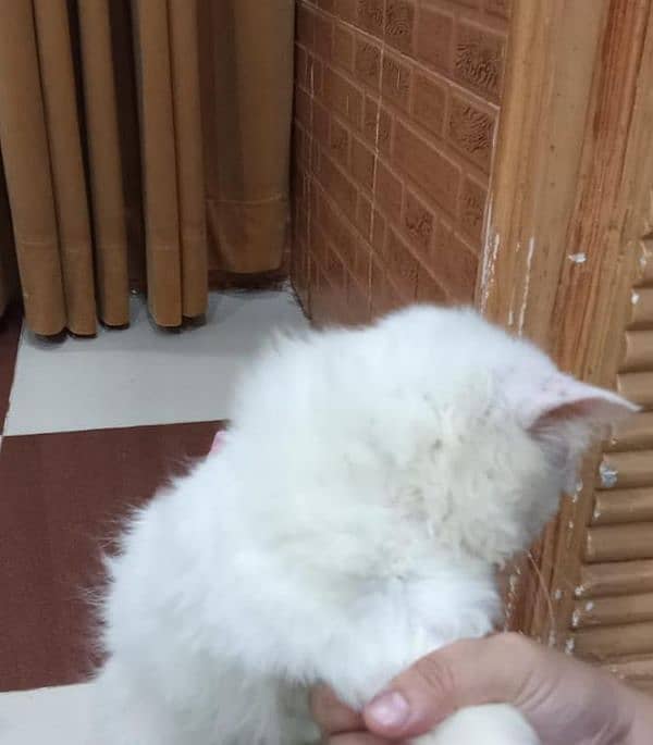 double coat pure white Persian cat 2