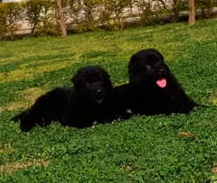 black German Shepherd long cot pair