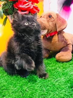 smokey HIGH QUALITY PERSIAN KITTENS cash on delivery