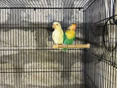 jumbo size breeder lovebirds whole setup albino parblue and personata 0