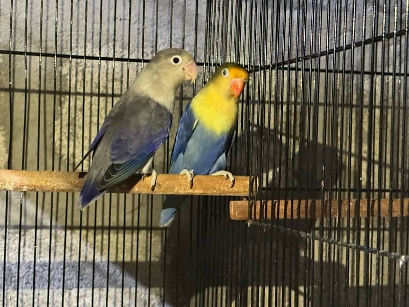 jumbo size breeder lovebirds whole setup albino parblue and personata 1