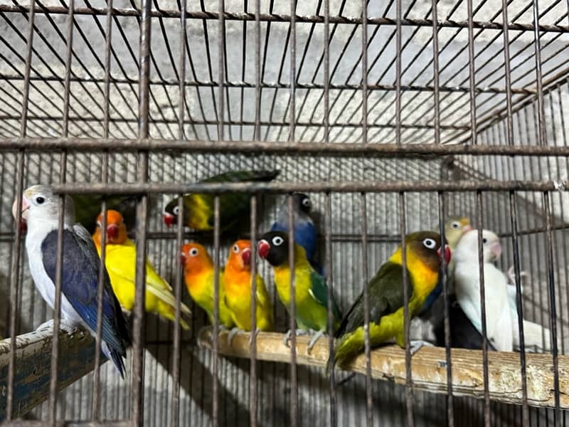 jumbo size breeder lovebirds whole setup albino parblue and personata 2