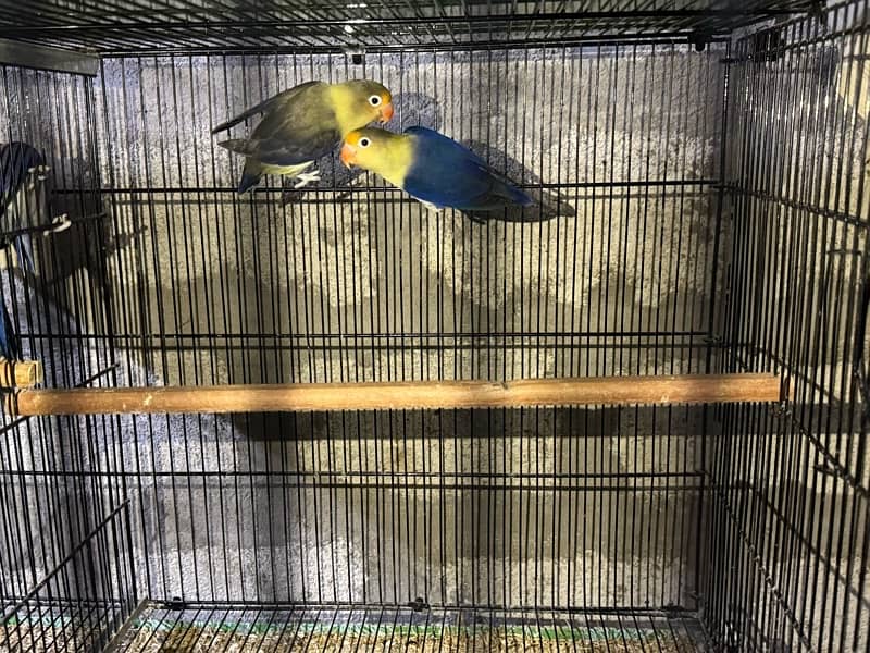 jumbo size breeder lovebirds whole setup albino parblue and personata 3