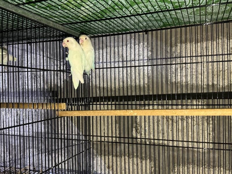 jumbo size breeder lovebirds whole setup albino parblue and personata 4