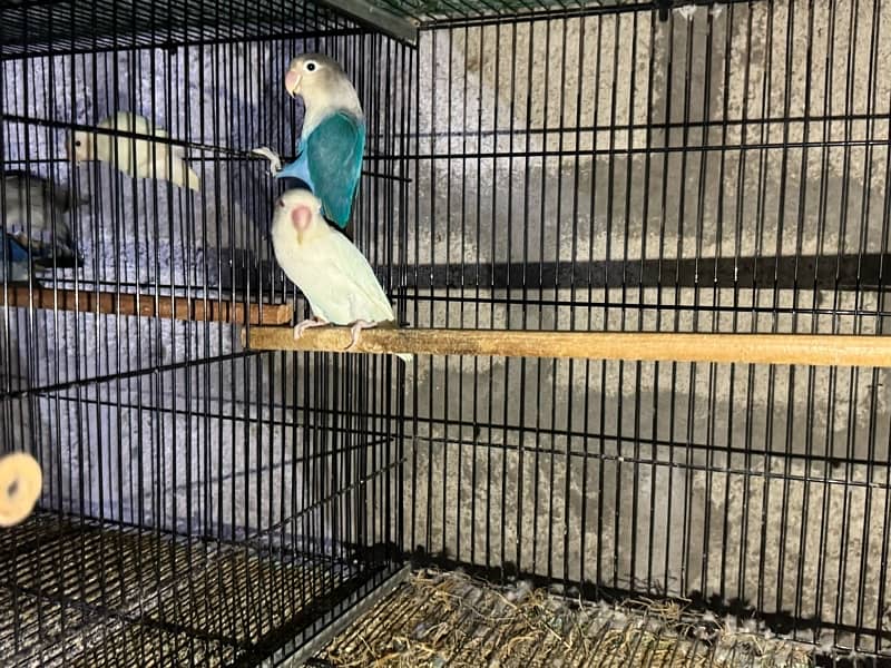 jumbo size breeder lovebirds whole setup albino parblue and personata 5