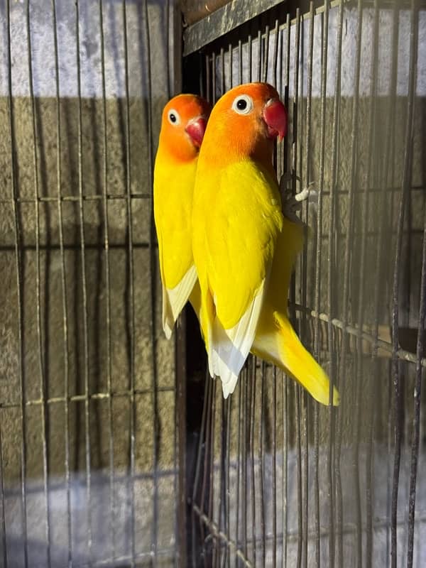 jumbo size breeder lovebirds whole setup albino parblue and personata 6