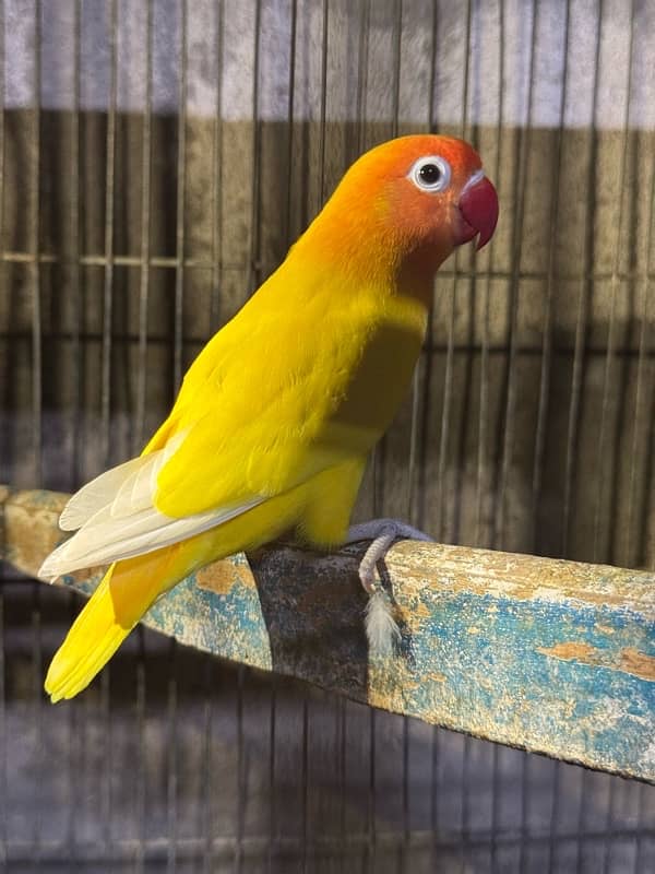 jumbo size breeder lovebirds whole setup albino parblue and personata 7