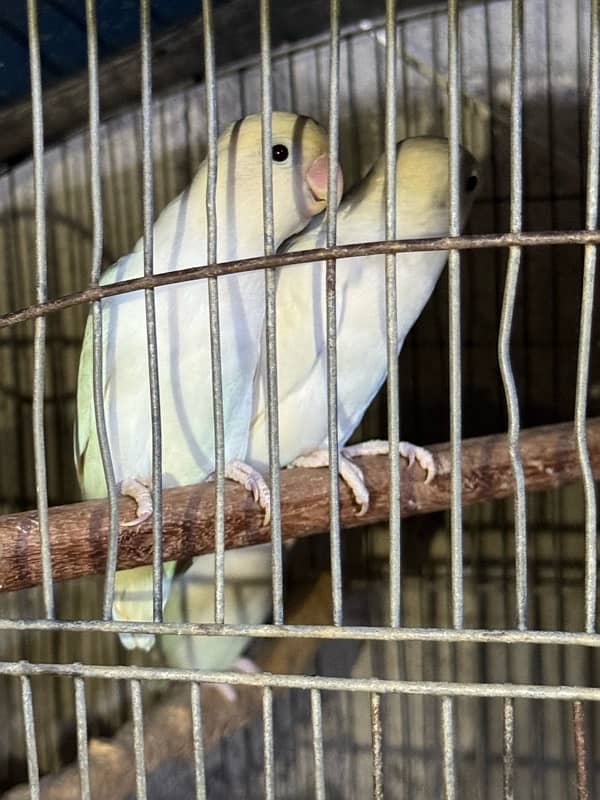 jumbo size breeder lovebirds whole setup albino parblue and personata 9