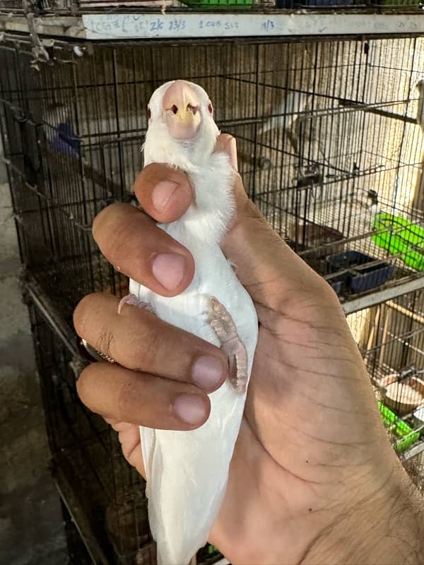 jumbo size breeder lovebirds whole setup albino parblue and personata 10