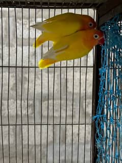 jumbo size breeder lovebirds whole setup albino parblue and personata