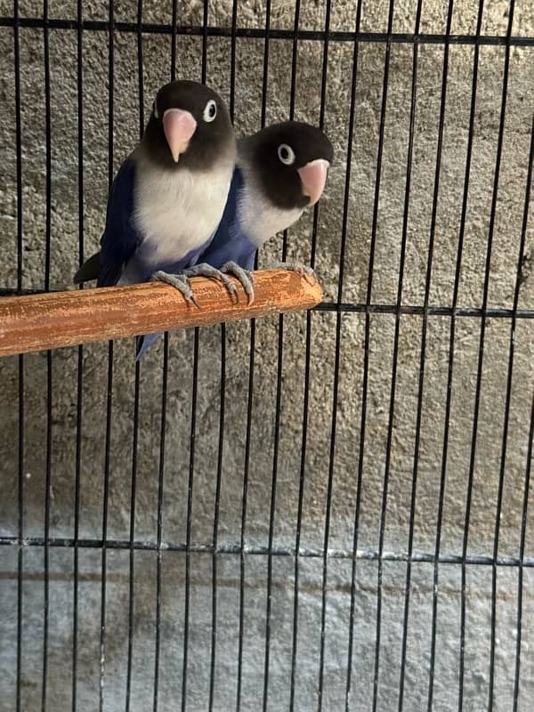 jumbo size breeder lovebirds whole setup albino parblue and personata 12