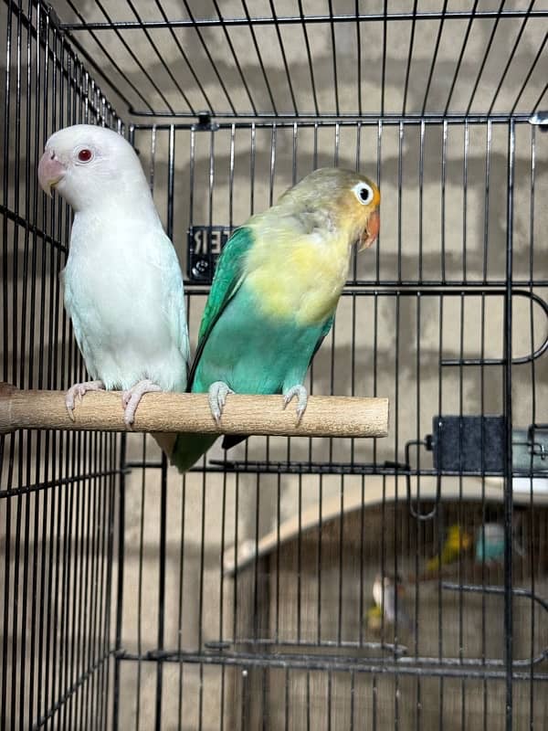 jumbo size breeder lovebirds whole setup albino parblue and personata 13